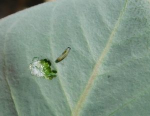 First instar. Photo: Emma Pelton/Xerces Society.