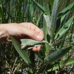 Monitoring showy milkweed for eggs and larva. Photo Credit: Emma Pelton/Xerces Society.