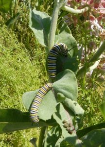 Larval frass on showy milkweed (A. speciosa). Photo Credit: Stephanie McKnight/Xerces Society