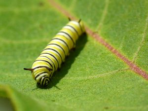 2nd instar. Photo: sankax/flickr. CC BY-NC 2.0.