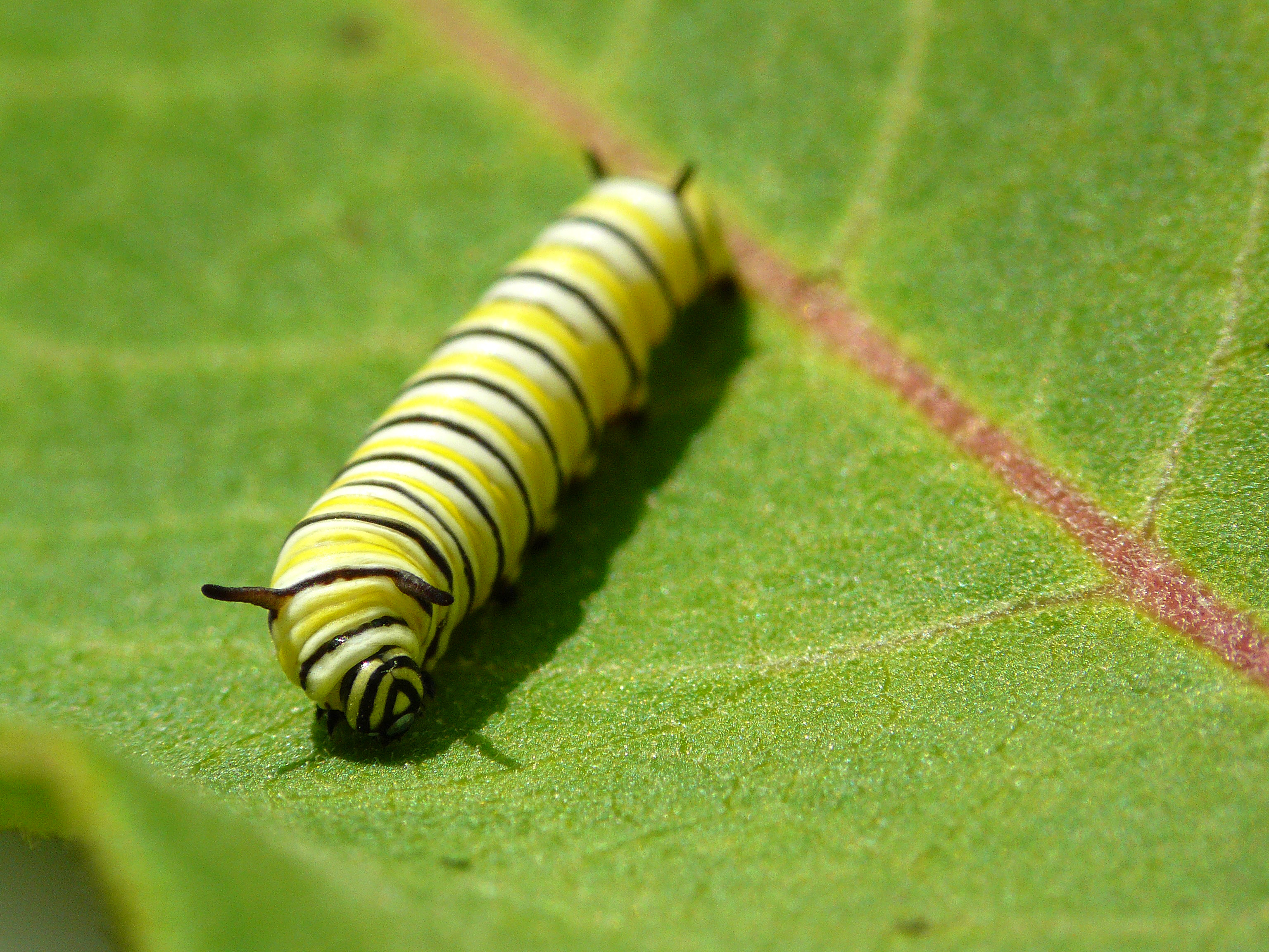 Monarch butterfly larvae