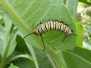 Fifth instar larva. Photo: Beth Waterbury