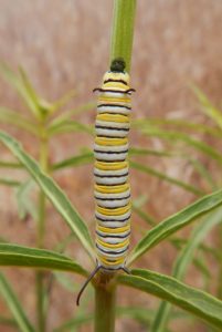 Larva herbivory and frass on narrowleaf milkweed (A. fascicularis). Photo Credit: Stephanie McKnight/Xerces Society