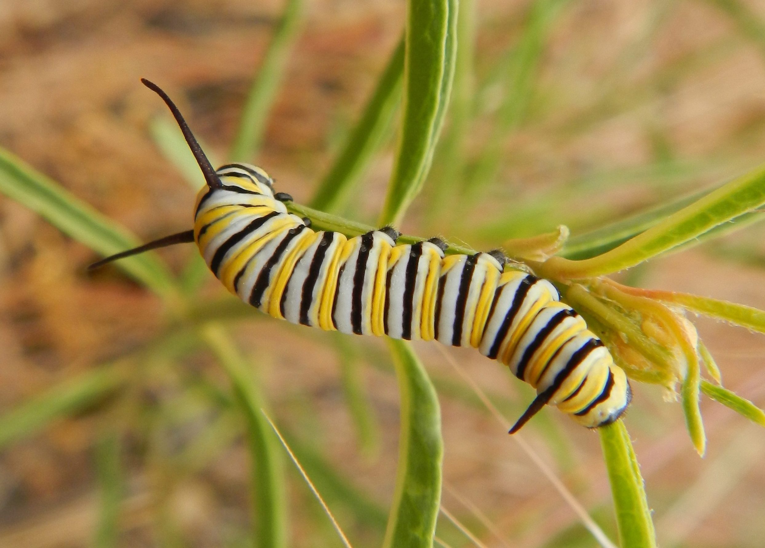 100 Epic Best Picture Of A Monarch Caterpillar Cat Picture