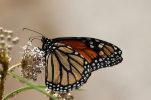 Adult monarch. Photo Credit: Stephanie McKnight/Xerces Society