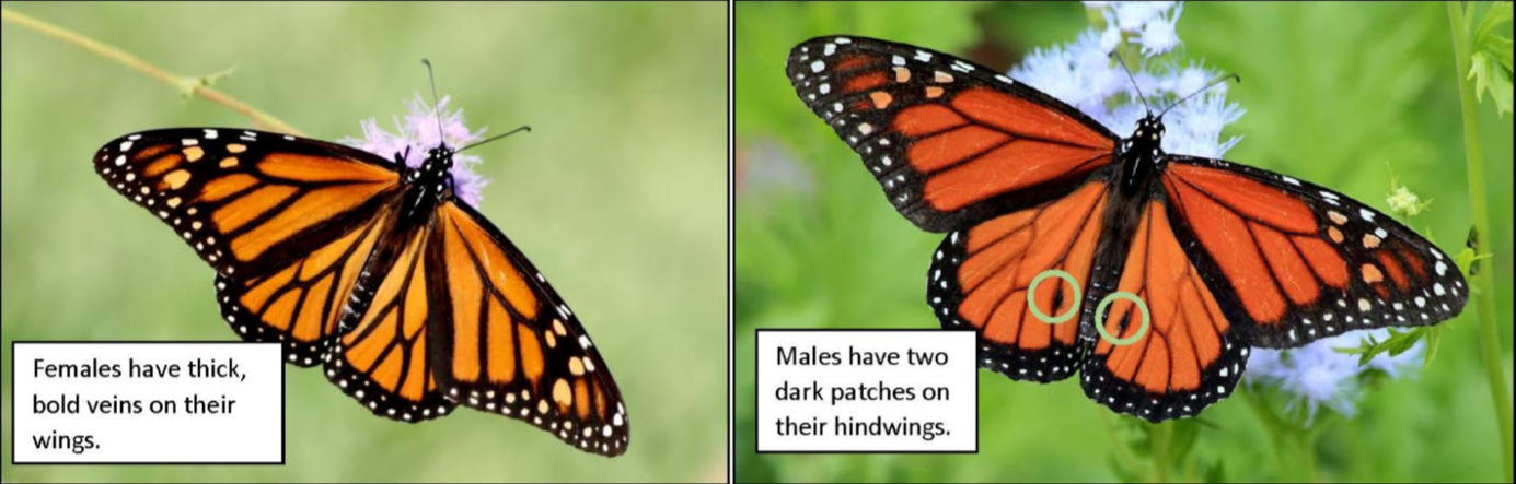 Female (left) versus male (right) monarchs. Photos: TexasEagle
