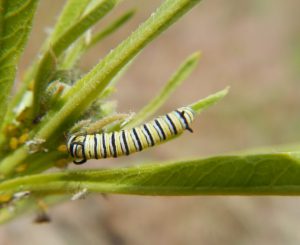 3rd instar. Photo: Stephanie McKnight/Xerces Society