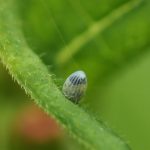 Monarch egg. Photo: Lisa Brown/flickr. CC BY-NC 2.0.