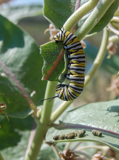 Caterpillar Identification Chart