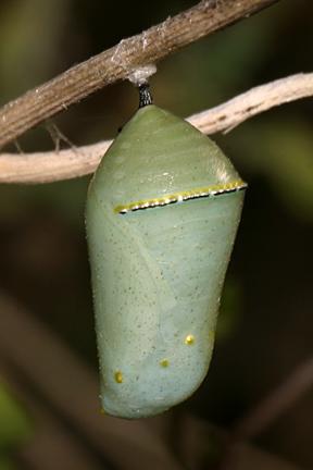 Green Caterpillar Identification Chart