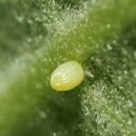 Monarch egg. (photo: Lisa Brown/flickr. CC BY-NC 2.0)