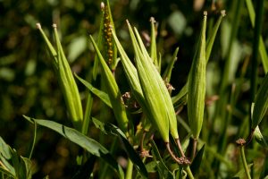 Swamp milkweed (A. incarnata) pods. Photo credit: Patrick Alexander.