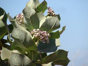 Crownflower (Calotropis procera). Photo: Forest and Kim Starr/flickr. CC BY 2.0.