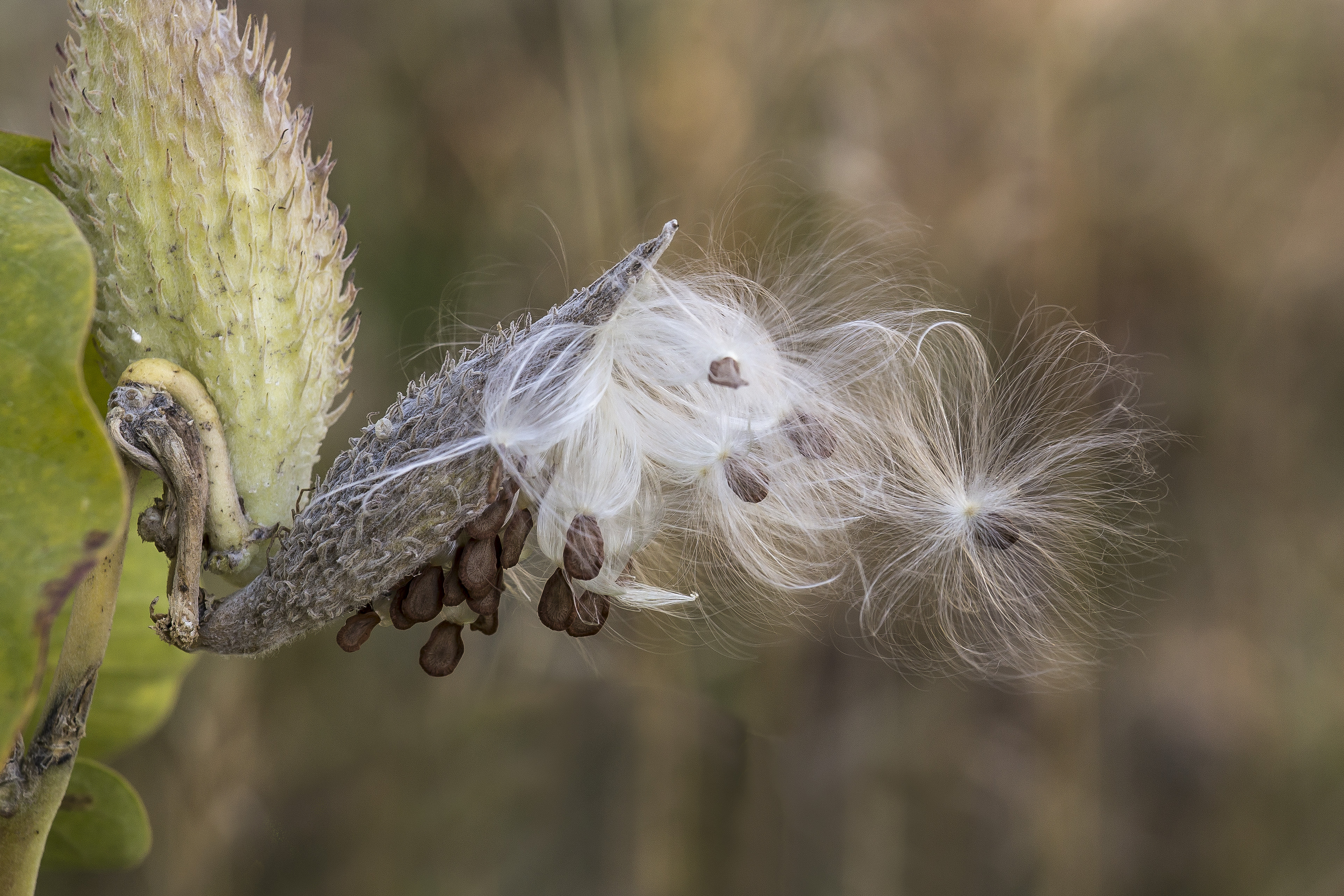 Image of Common milkweed seed pod with white hairs