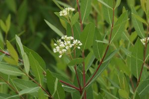 Indian hemp (Apocynum cannabinum). Photo: J. N. Stuart/flickr. CC BY-NC-ND 2.0.