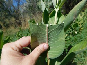 Milkweed sap. Photo: Emma Pelton/Xerces Society