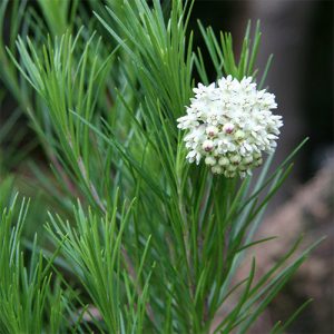 Pine needle milkweed (A. linaria) has smooth, linear leaves. Photo: Michael Wolf