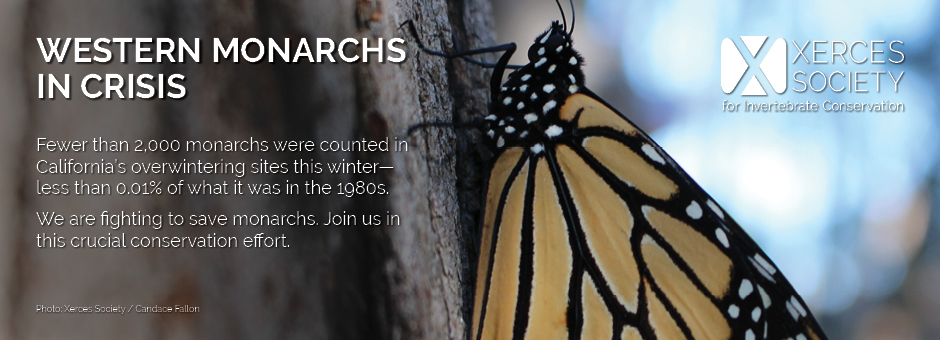 Conservation efforts needed to support monarch butterfly population  recovery